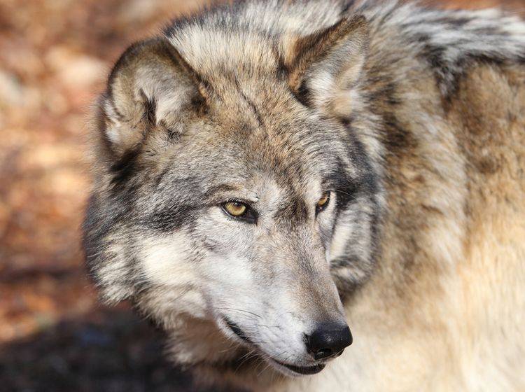 Aus den Vorfahren dieses Wolfs entwickelte sich der treue Haushund