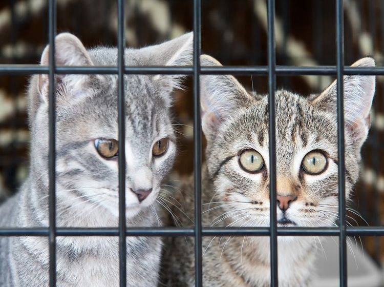Graue Katzen hinter Gittern