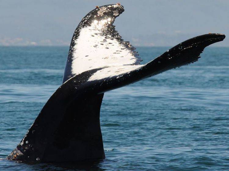 Auf Tauchstation: Blauwal schwimmt in Richtung Meeresgrund