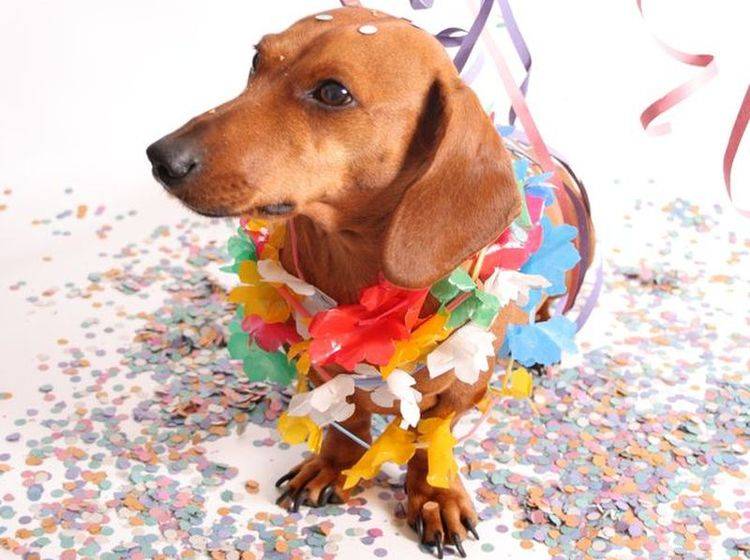 Ob dieser Dackel wohl Spaß beim Hunde-Karneval in Rio de Jeneiro hätte?