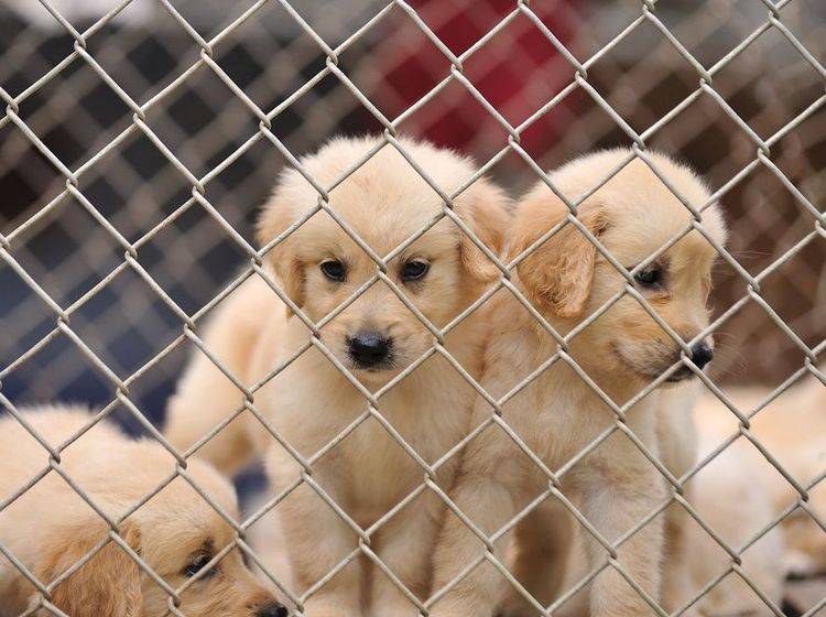 Der Handel mit Hundewelpen hat inzwischen mafiöse Strukturen angenommen