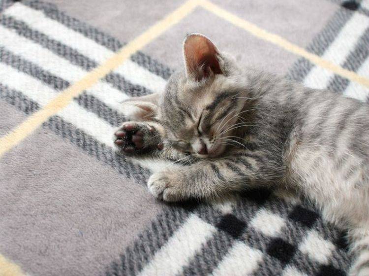 Auf der Kuscheldecke eingeschlafen: Babykatze