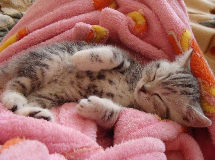 Kuschelalarm: Flauschiges Katzenbaby auf Schmusedecke