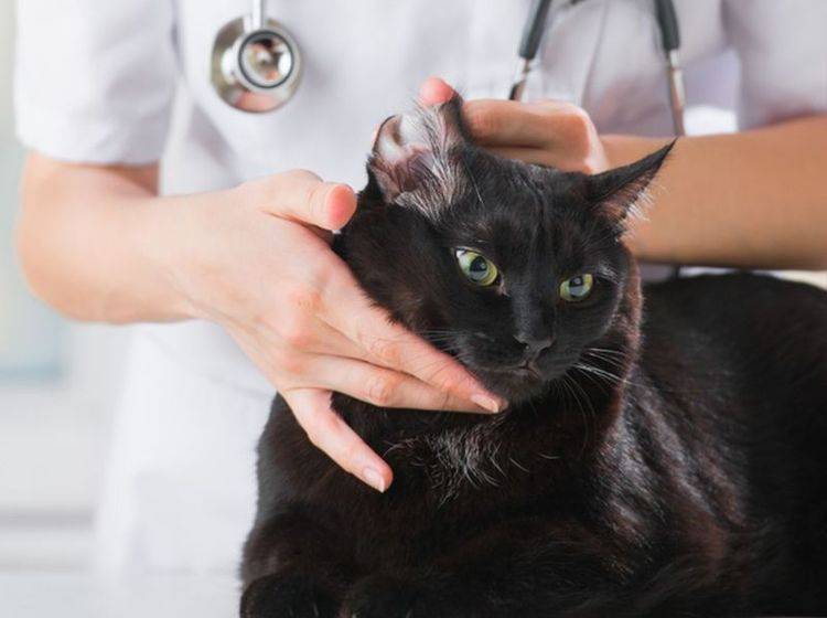 Ohrmilben bei Katzen: Ein Fall für den Tierarzt