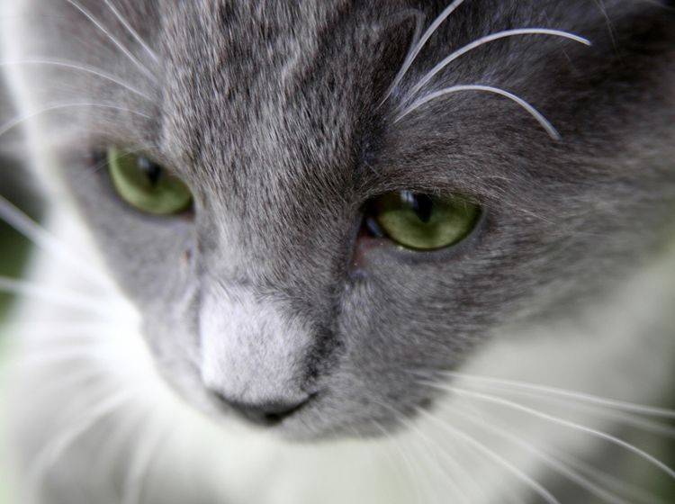 Ist es in der Schweiz wirklich noch erlaubt, Katzen zu essen? – Bild: Shutterstock / Galina Barskaya