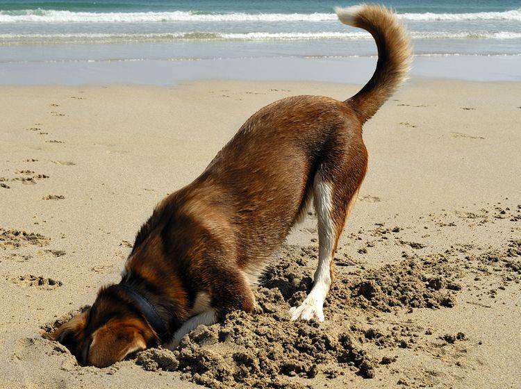 Mischling-Hund-graben-Strand-Meer