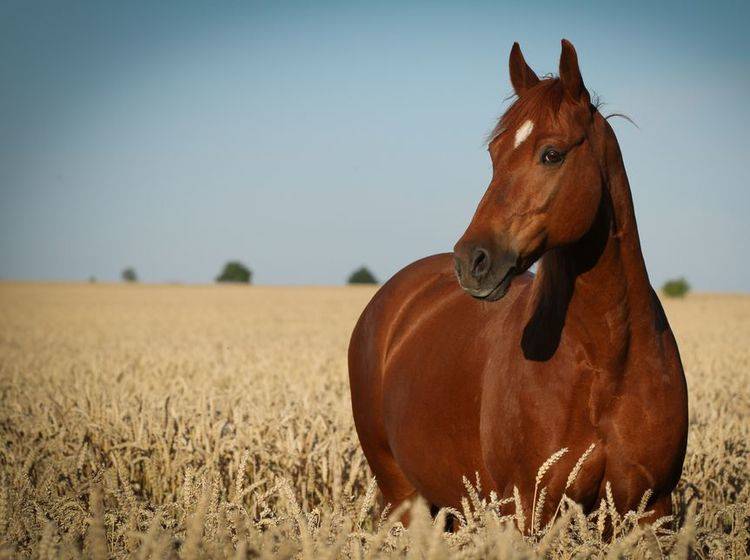 Pferde: Die Reittiere können die Mimik von Menschen deuten