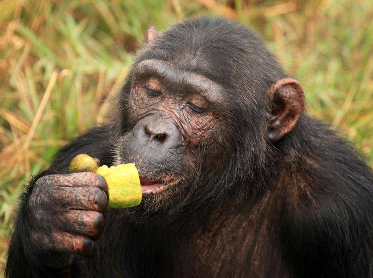 Schimpanse verdrückt ein Früchtchen. Vergorene Exemplare enthalten Ethanol
