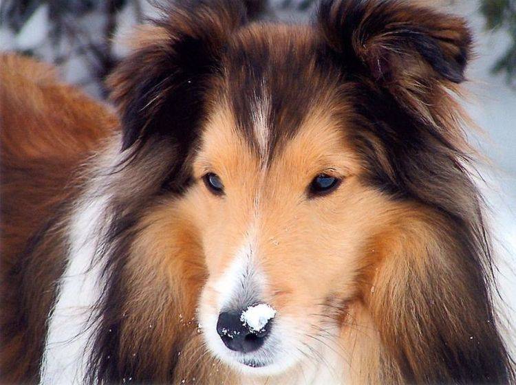 Shetland Sheepdog: Extrem schlauer Hirtenhund, der auch als Rettungshund und Therapiehund eingesetzt wird