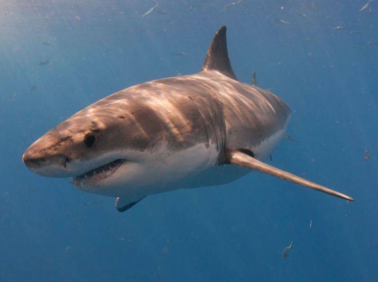 Weißer Hai: Der größte Raubfisch der Welt — Bild: Shutterstock / cdelacy