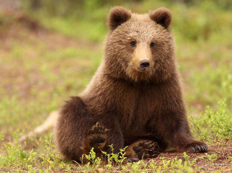 Ein Braunbär wie dieser erschreckt zuzeit Touristen in der Schweiz. Wird er wie Bruno rum Problembär?