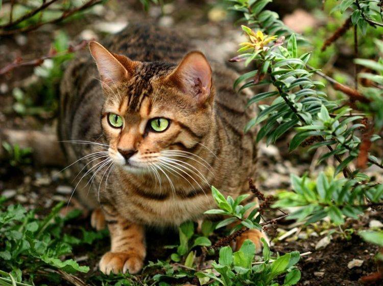 Die hübsche Bengal ist eine Katze, die den Freigang liebt und braucht — Bild: Shutterstock / marilyn barbone
