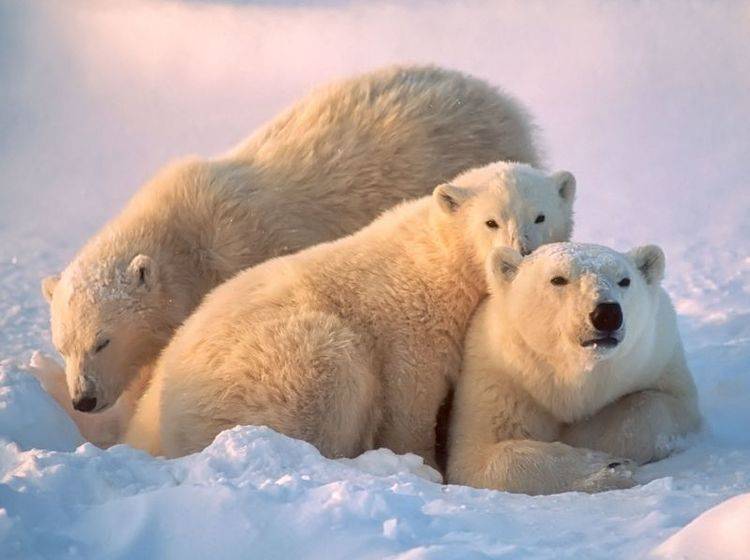 Eisbärfamilie: Zusammen den Sonnenuntergang genießen — Bild: Shutterstock / outdoorsman
