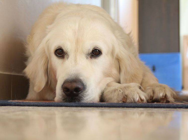 Wichtig bei der Hundehaltung: Regelmäßige Wurmkuren — Bild: Shutterstock / Esterio
