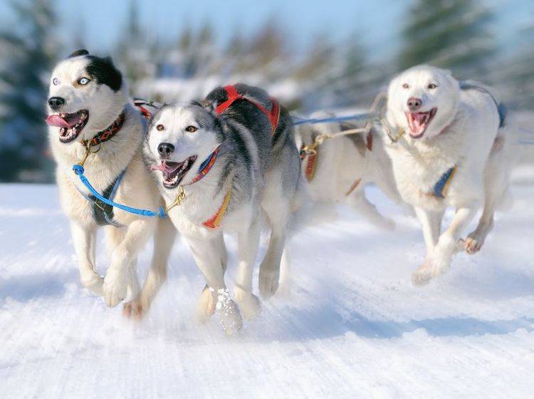 Als Schlittenhunde zeigen Huskys ihre Ausdauer und ihr Temperament — Bild: Shutterstock / AnetaPics