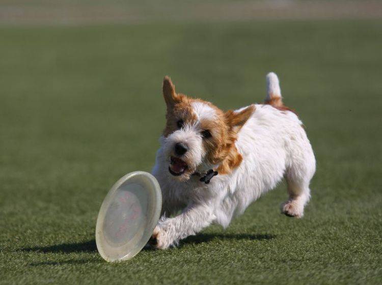 Frisbeescheiben apportieren? Für schlaue Hunde wie Jack Russell Terrier ein Leichtes! — Bild: Shutterstock Utekhina Anna