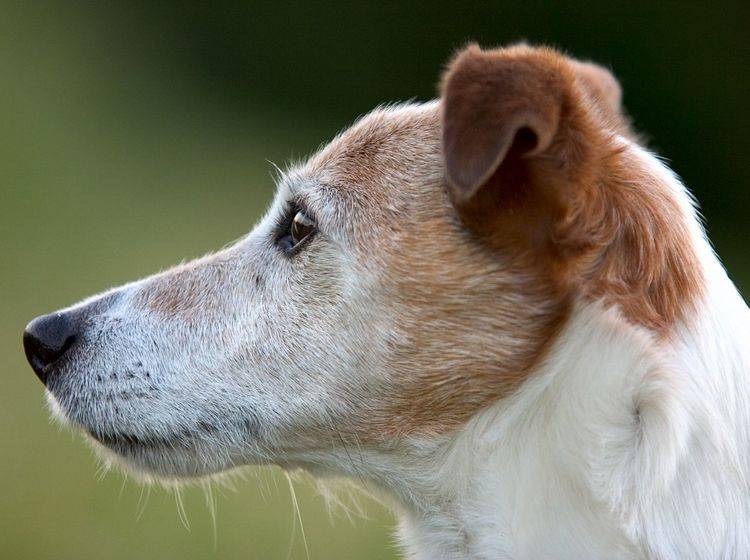 Jack Russell Terrier: Gerade noch mal Glück gehabt! — Bild: Shutterstock / Marcel Nijhuis