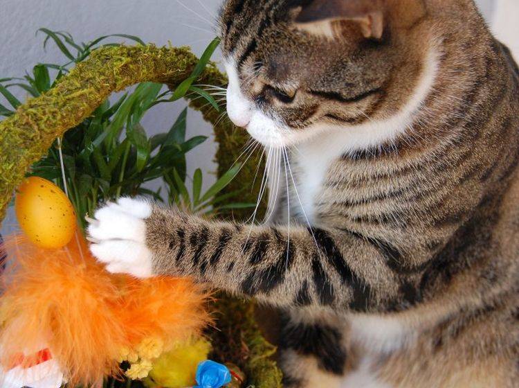 Katzen und Osterdeko: Immer gut im Blick behalten — Bild: Shutterstock / Eric Fahrner