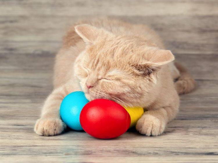Ostern für Katzen: Schöne Geschenke zum Frühlingsfest — Bild: Shutterstock / vvvita