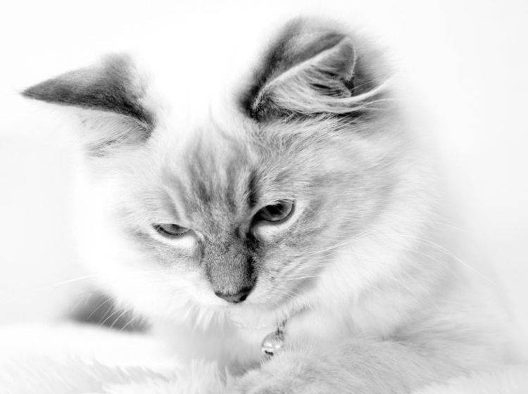 Schwarzweiß steht dieser Katze ausgesprochen gut — Bild: Shutterstock / cath5