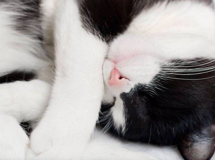 ... weil Katzen die Wohnung einfach gemütlicher machen — Bild: Shutterstock / Shvaygert Ekaterina