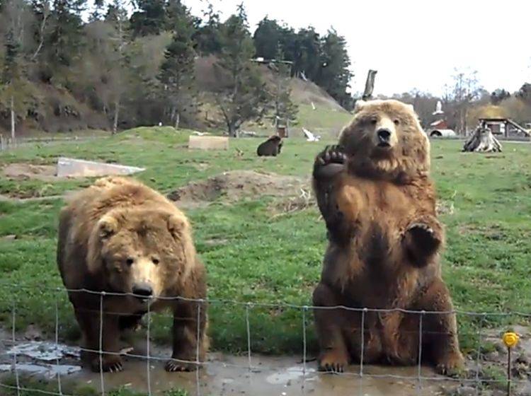 Scheinbar gut gelaunte Kodiakbären winken den Parkbesuchern zu