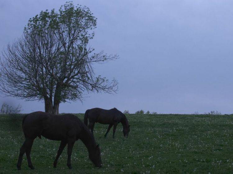 Tierquäler schießt in Jena auf Pferde und Kühe — Bild: Shutterstock / Robert C. Tussey III