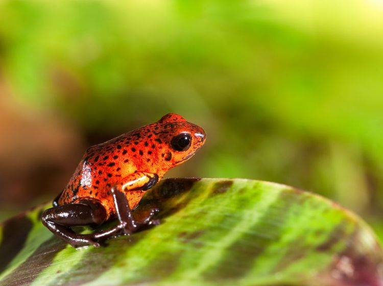 Roter Baumsteigerfrosch auf Tour: Was für ein Farbenspiel — Bild: Shutterstock / Dirk Ercken