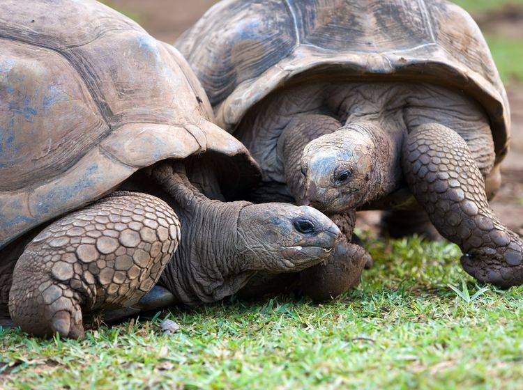 Zwei Seychellen-Riesenschildkröten — Bild: Shutterstock / KKulikov