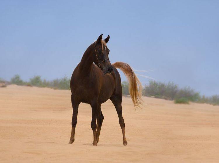 Der Araber: Ein wunderschönes Wüstenpferd — Bild: Shutterstock / smeola