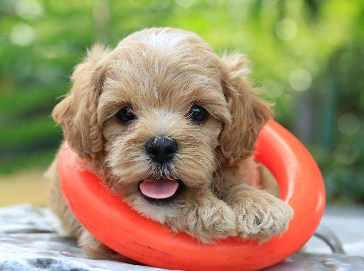 In der Welpengruppe wartet Spiel und Spaß auf Ihren Hund — Bild: Shutterstock / PCHT