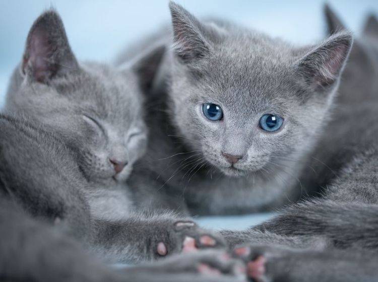 Bilder Russisch Blau Katzen
