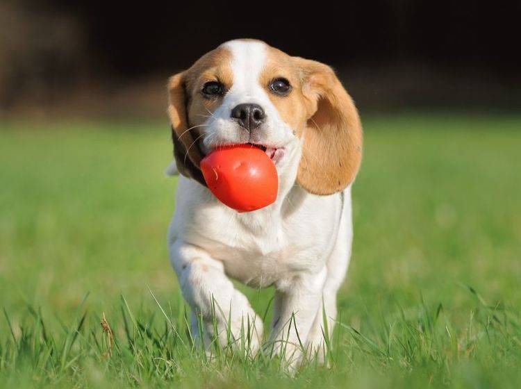 Diesem kleinen Beagle Welpen steht der Spaß am Apportieren ins Gesicht geschrieben — Bild: Shutterstock / AnetaPics