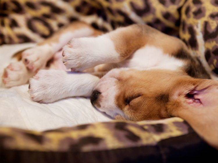 Total gemütlich: Hundebett für Welpen — Bild: Shutterstock / Solovyova Lyudmyla