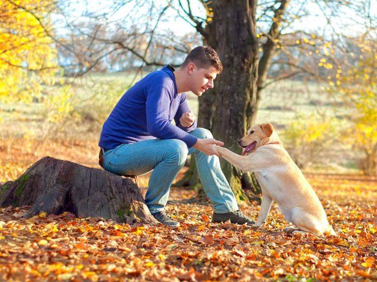 "Sitz!" ist eines der Kommandos, die der Hund für den Hundeführerschein beherrschen muss — Bild: Shutterstock / bogdanhoda