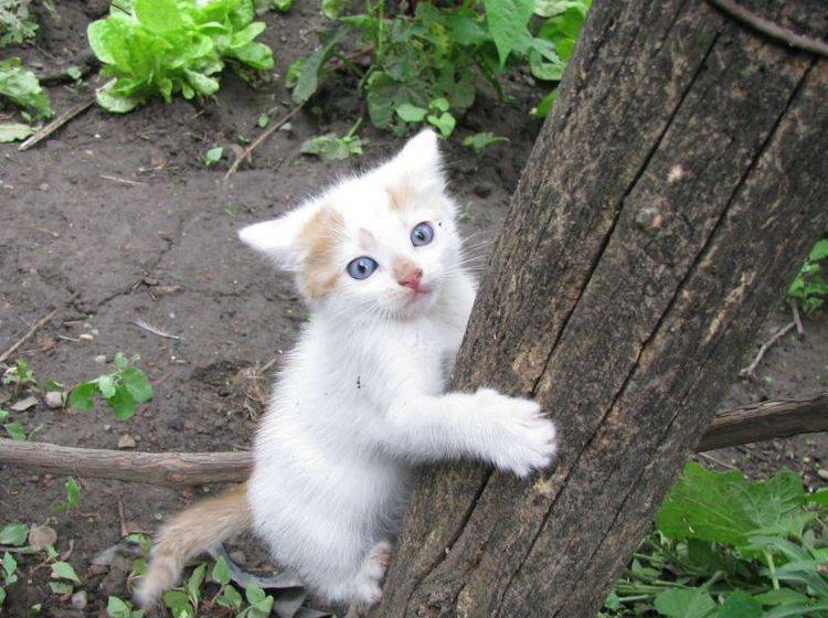 "Hilfe, der sieht so hoch aus!" Katzenbaby macht einen Kletterversuch — Bild: Shutterstock / Sorina Madalina Androne