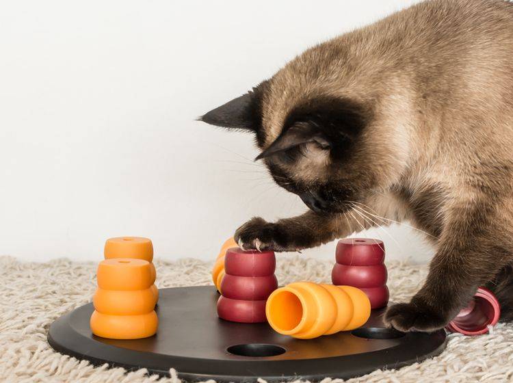 Fummelbretter machen sich den Jagdtrieb und die Neugierde von Katzen zunutze - Bild: Shutterstock / Agata Kowalczyk