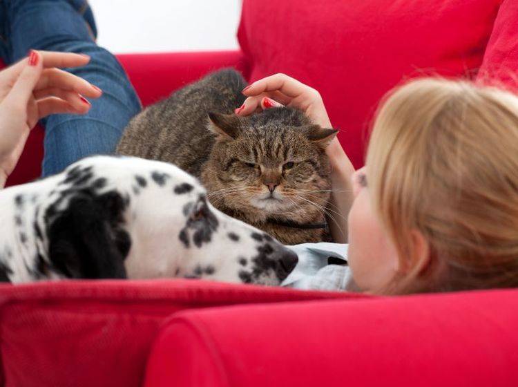 Haarige Angelegenheit: Fellwechsel bei Hund und Katze — Bild: Shutterstock / photomak