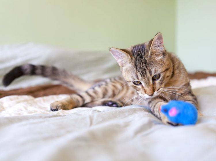 Das macht Spaß: Katze mit Catnip-Maus — Bild: Shutterstock / MaxyM