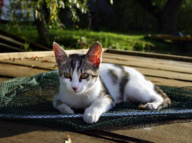 Ein Katzennetz sichert Ihren Balkon — Bild: Shutterstock: Gabriella Rajnai