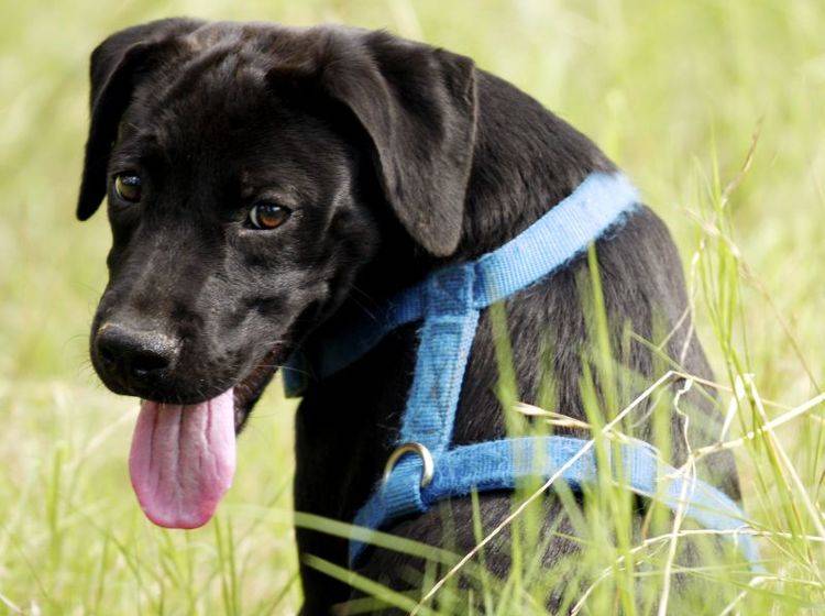 Labrador-Hund-Hundegeschirr