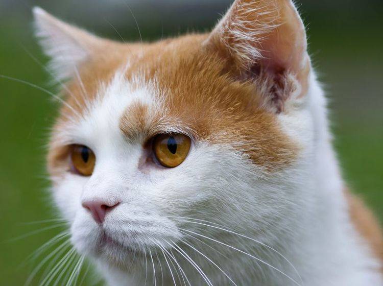 Diese schöne rote Katze macht den Anfang in unserer Bildergalerie — Bild: Shutterstock / siloto