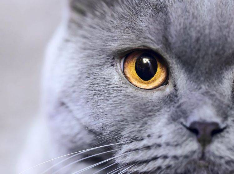 Die Augen der Russisch Blau Katze sind auffällig schön — Bild: Shutterstock / Maxim Blinkov