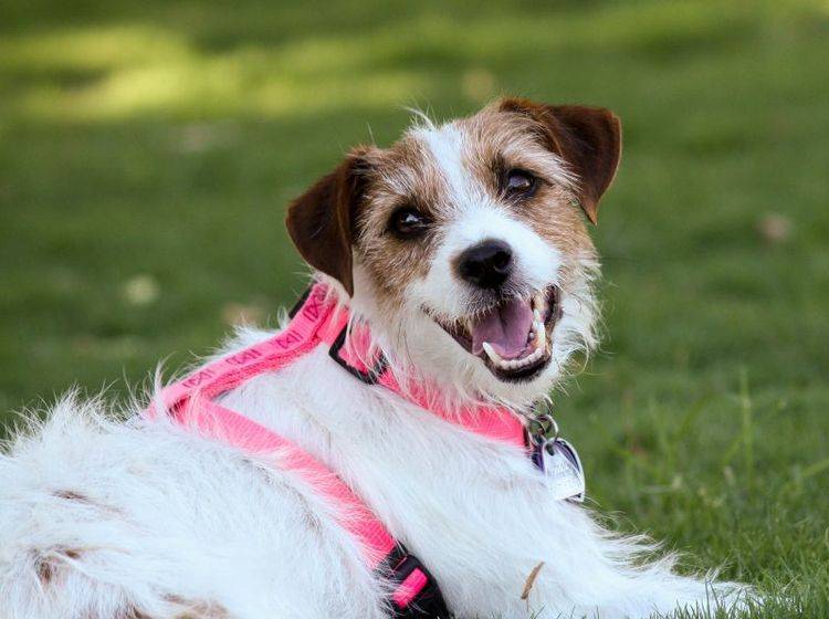 Dieser Terrier ist schon mit einem passenden Hundegeschirr ausgestattet — Bild: Shutterstock / Terry Watt