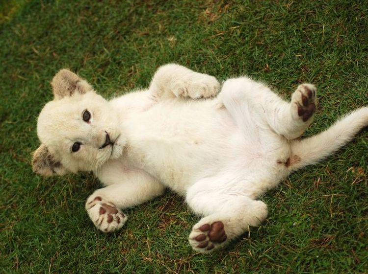 "Hallo Fans!", ein weißes Löwenbaby genießt sein Raubkatzenleben — Bild: Shutterstock / Anke van Wyk