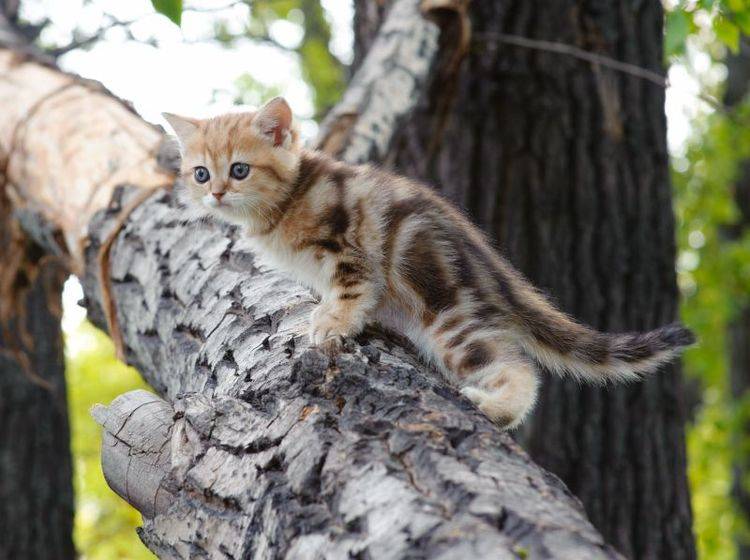 Ausflug einer Tigerkatze: Diese kleine Britisch Kurzhaar will hoch hinaus! — Bild: Shutterstock / Aleksei Ruzhin