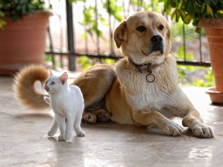 Zusammenführen von Katze und Hund ist oft ein Problem der Kommunikation — Bild: Shutterstock / Nikoner