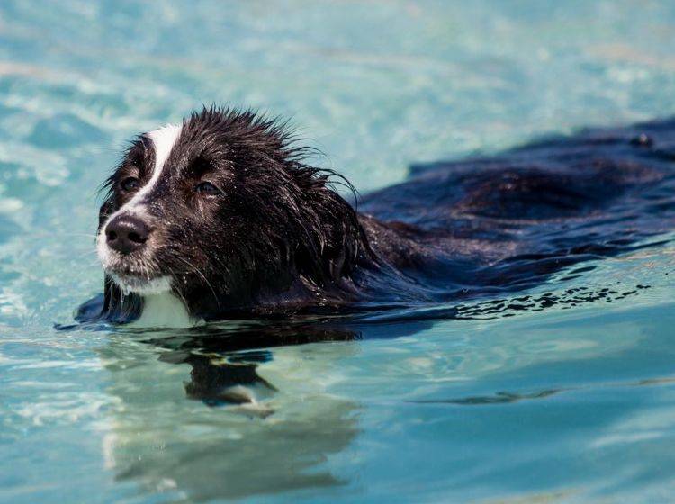 Badespaß im Urlaub mit Hund — Bild: Shutterstock / FeSeven