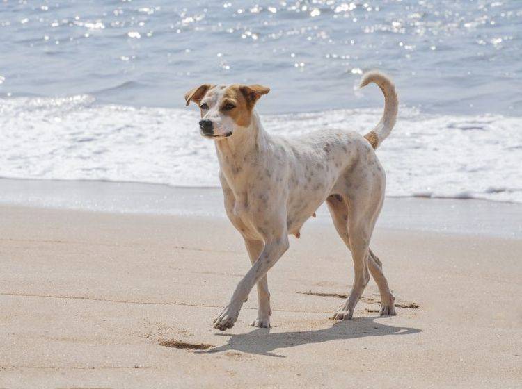 Urlaub mit Hund: An der Nordsee gibt es viele tolle Hundestrände — Bild: Shutterstock / Erik Kalibayev