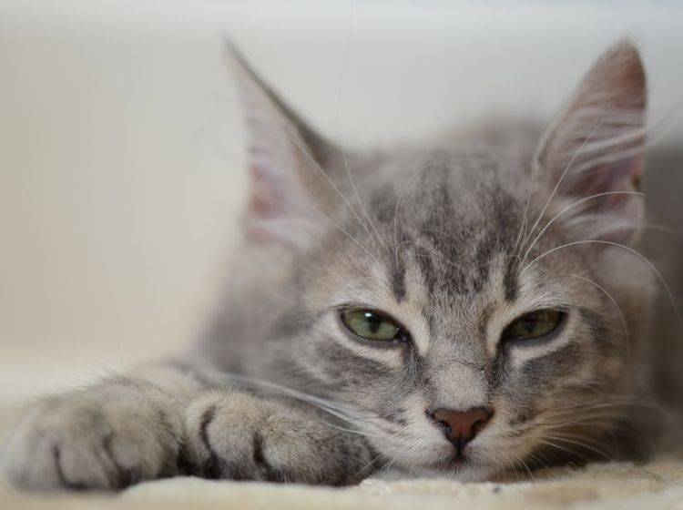 Würmer bei Katzen: Betroffene Stubentiger wirken oft müde und lustlos — Bild: Shutterstock / berna namoglu
